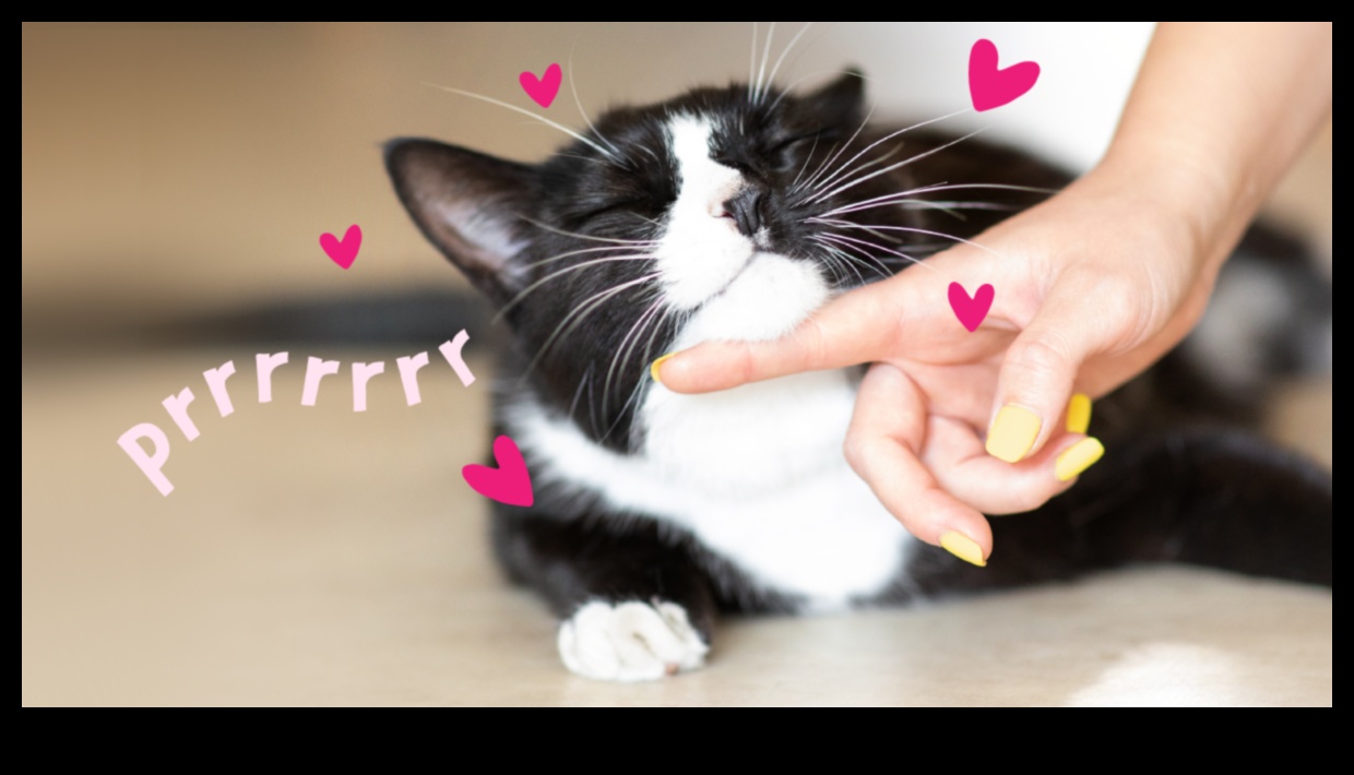 Cat Connections: Building Positive Relationships with Other Cats