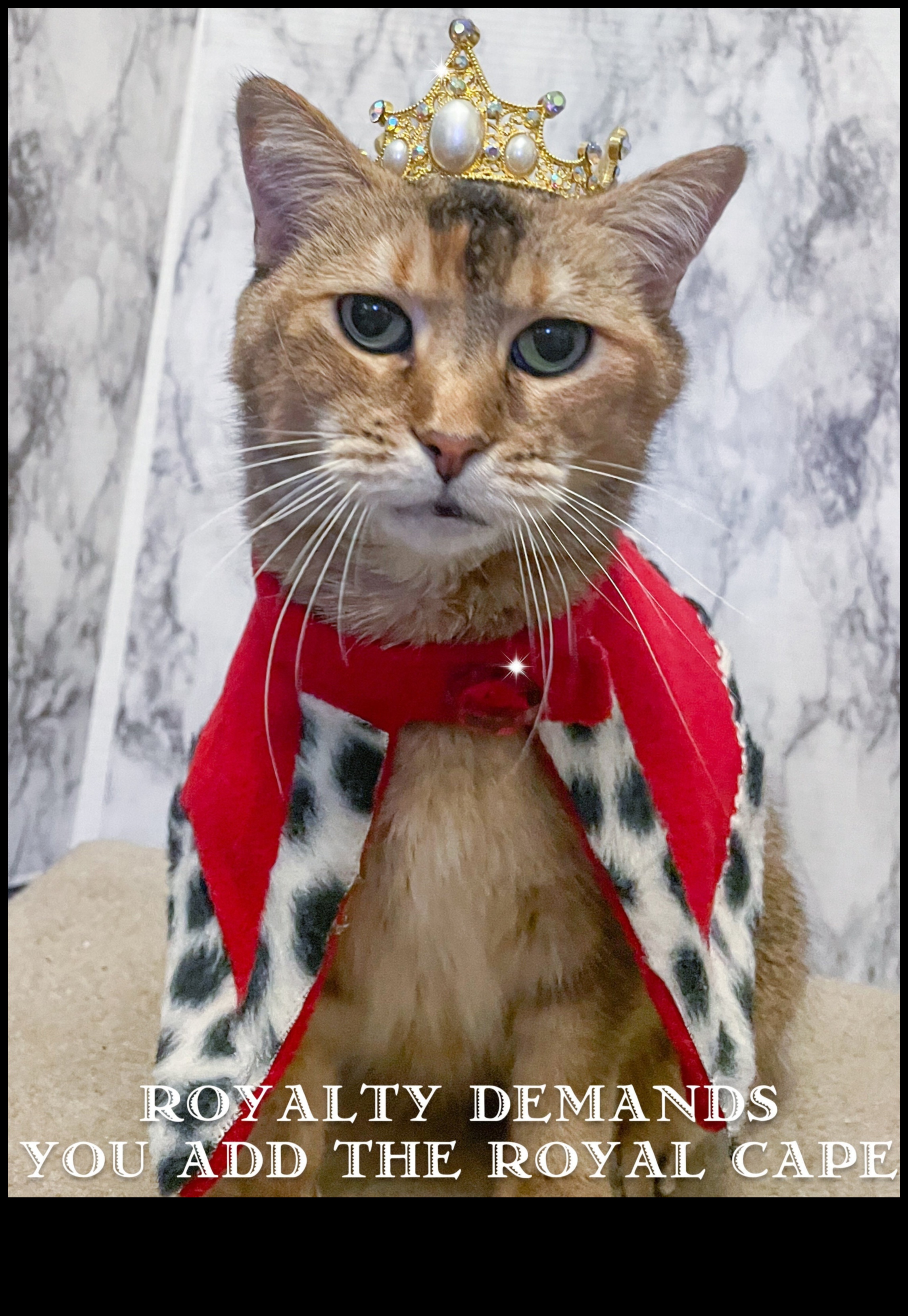 Cat Crown Jewels: Regal Accessories for Your Royal Feline