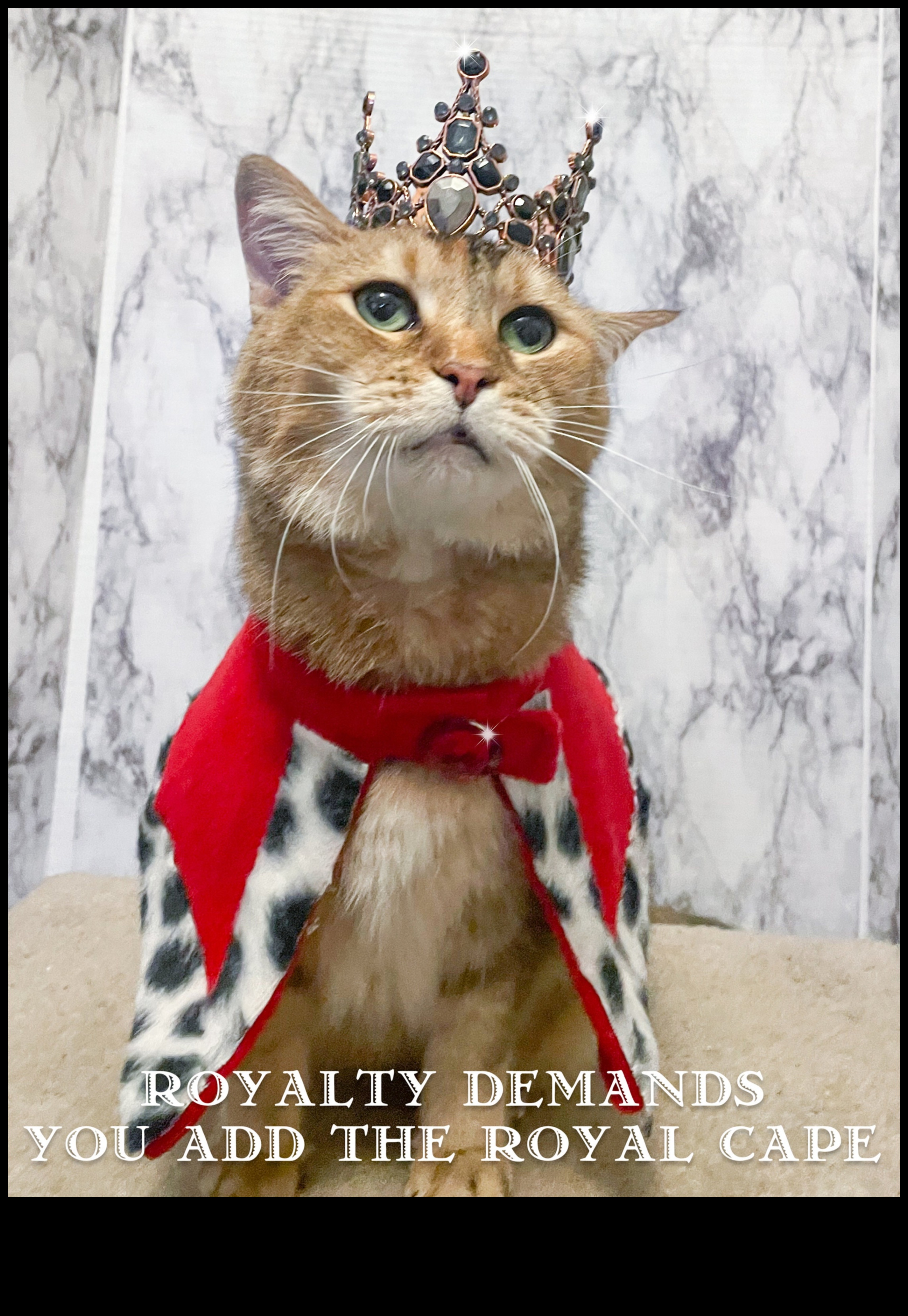 Cat Crown Jewels: Regal Accessories for Your Royal Feline