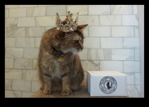 Cat Crown Jewels: Regal Accessories for Your Royal Feline