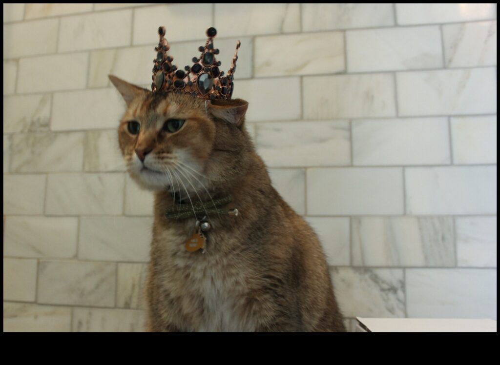 Cat Crown Jewels Continued Your Feline's Regal Wardrobe, Level Up 1