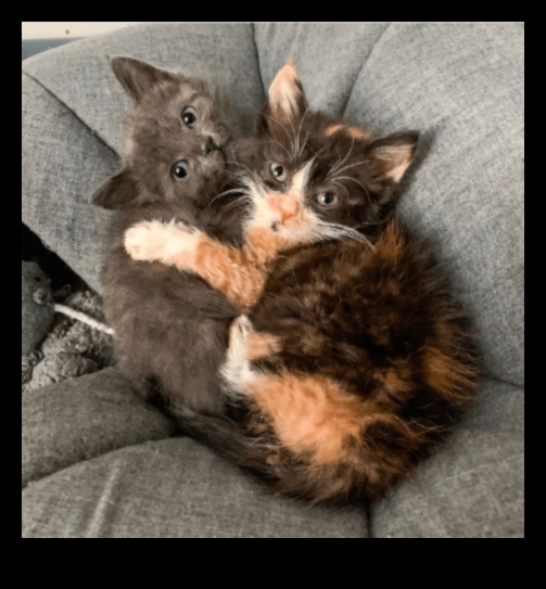 Cat Cuddles: Creating Moments of Affection with Your Feline Friend