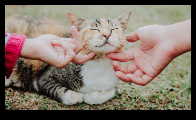 Cat Cuddles: Creating Moments of Affection with Your Feline Friend