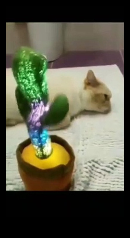 Cat-astrophic Comedy Continued: More Hilarious Cat Antics