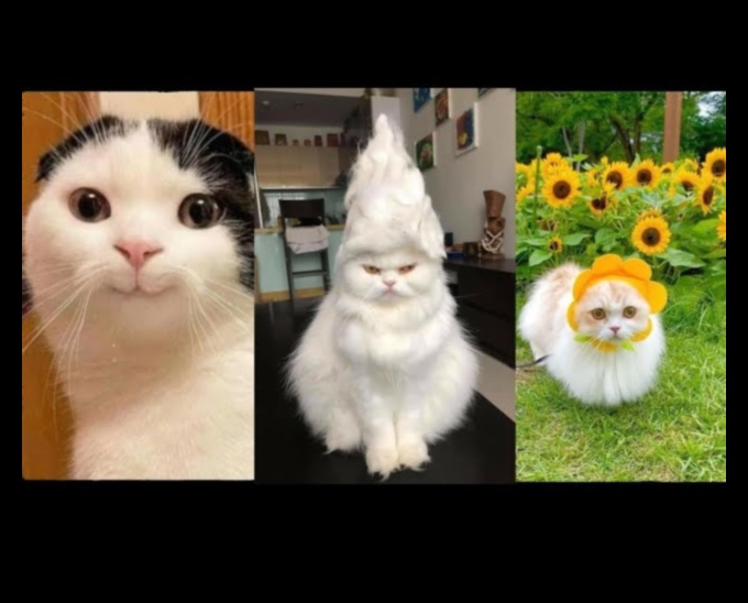 Cat-astrophic Comedy Continued: More Hilarious Cat Antics