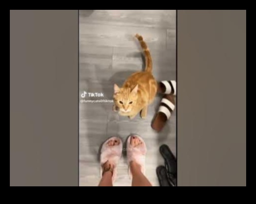 Cat-astrophic Comedy Continued: More Hilarious Cat Antics