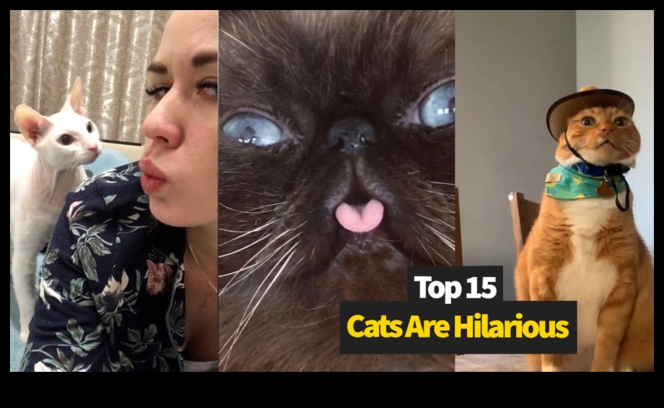 Cat-astrophic Comedy: Hilarious Cat Moments Caught on Camera