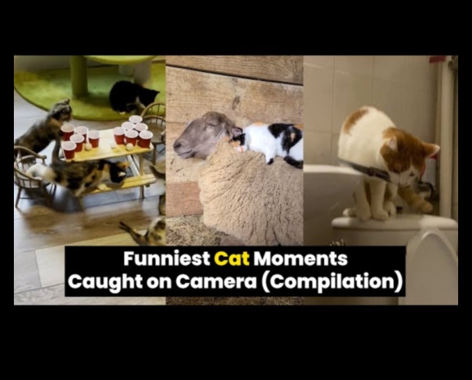 Cat-astrophic Comedy: Hilarious Cat Moments Caught on Camera