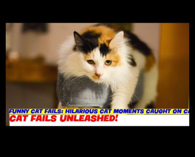 Cat-astrophic Comedy: Hilarious Cat Moments Caught on Camera