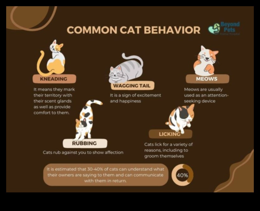 Cat-astrophic Cuties: Understanding and Addressing Cat Behavior