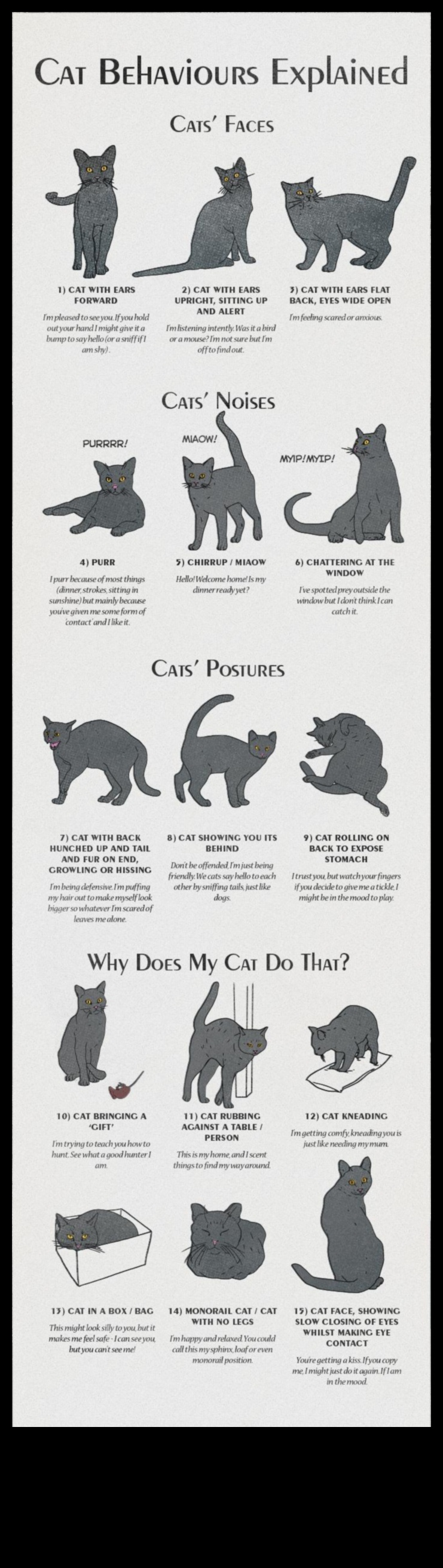 Cat-astrophic Cuties: Understanding and Addressing Cat Behavior