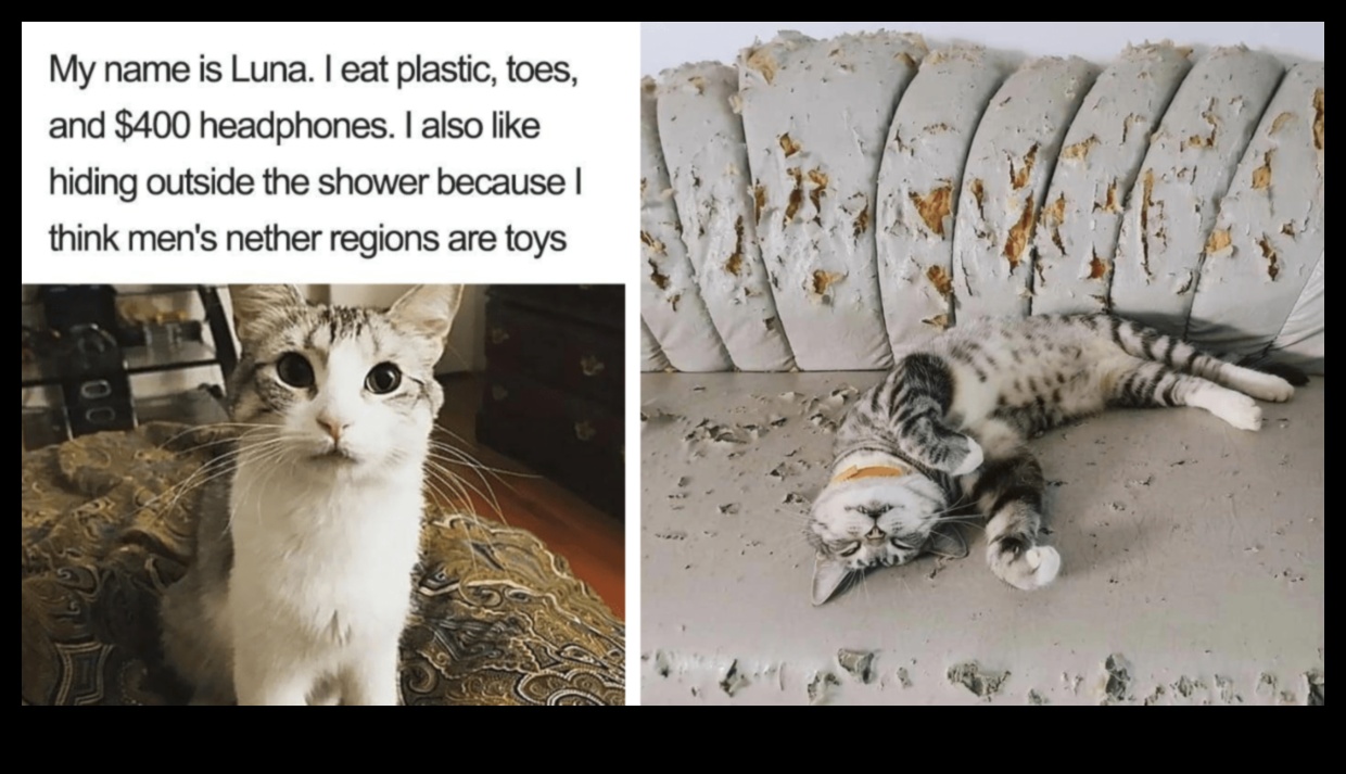 Cat-astrophic Laughs: Hilarious Cat Memes and Moments