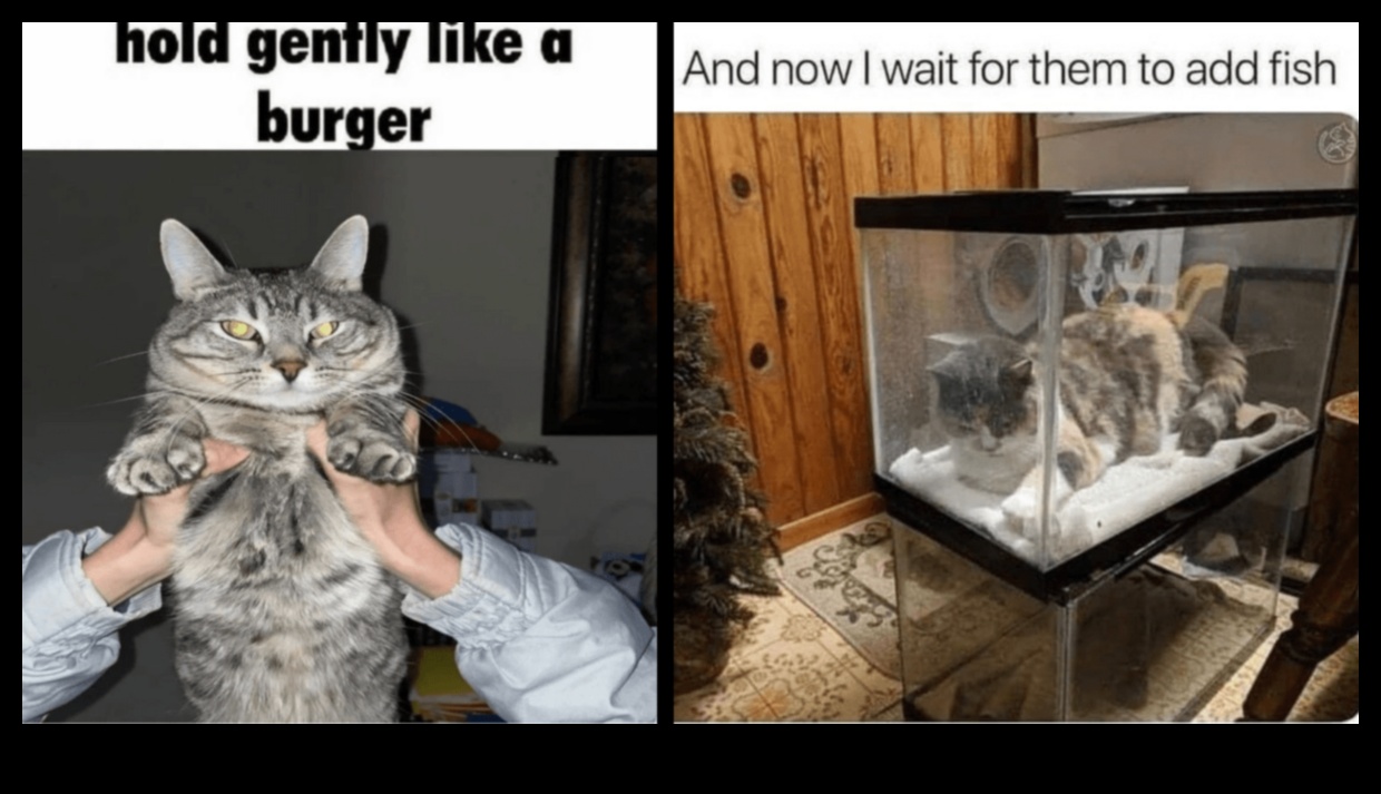 Cat-astrophic Laughs: Hilarious Cat Memes and Moments