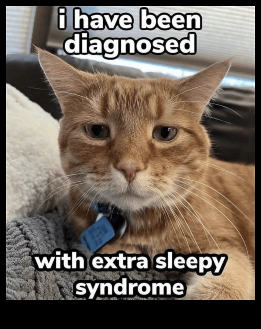 Cat-astrophic Laughs: Hilarious Cat Memes and Moments