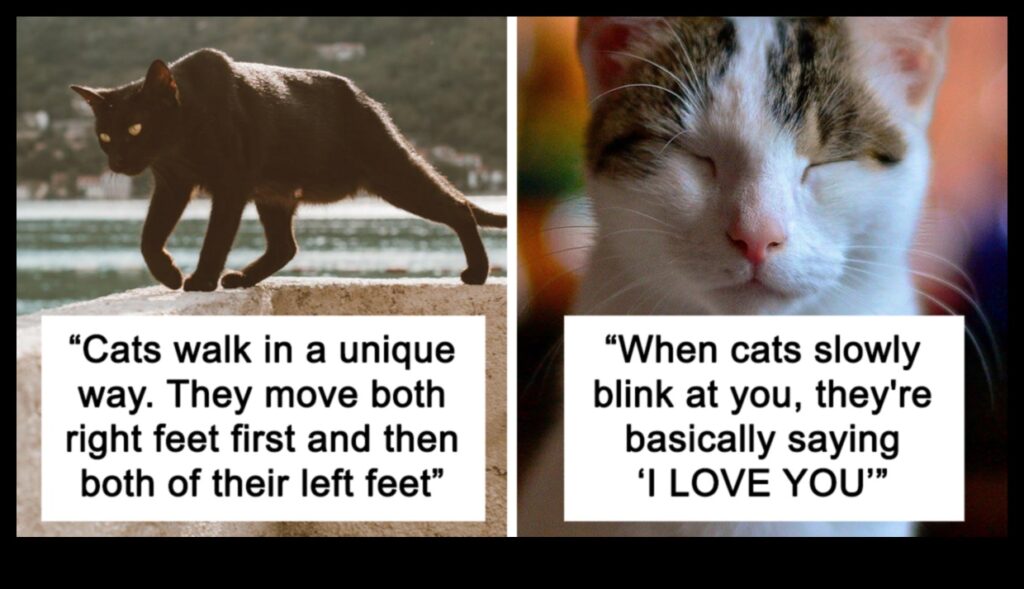 Cat-eresting Facts Discovering Intriguing Tidbits About Cats 1