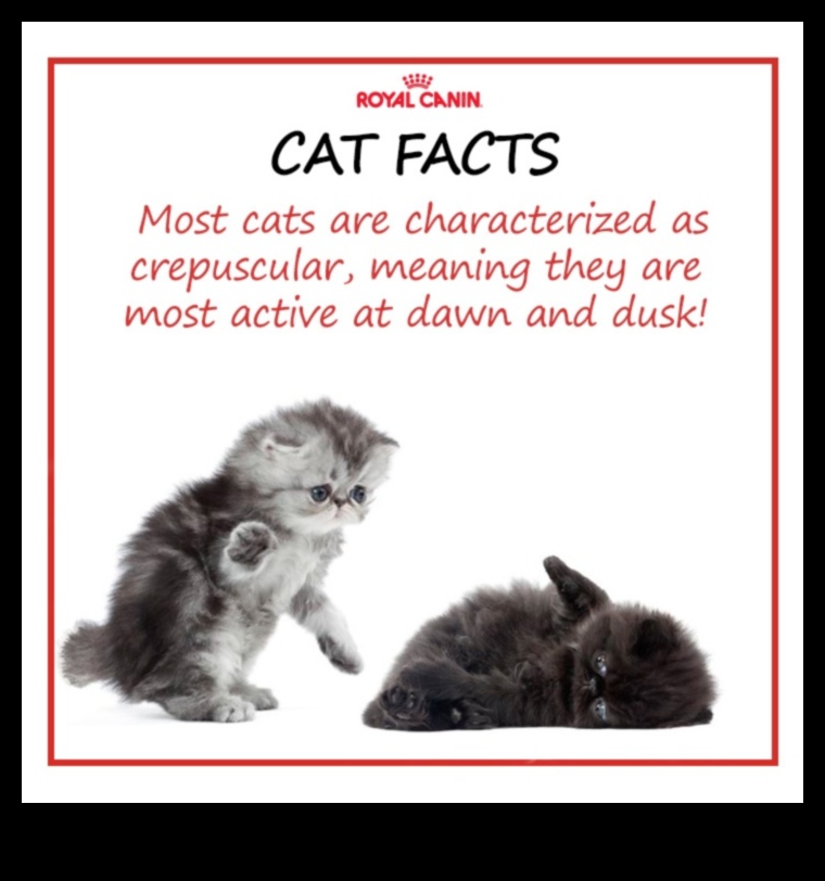 Cat-eresting Facts: Discovering Intriguing Tidbits About Cats