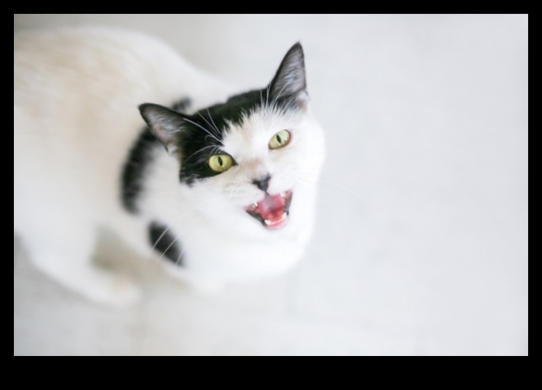 Cat-erwauling Chronicles Continued: Managing Cat Vocalizations