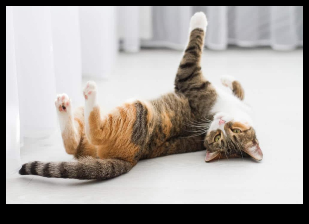 Cat-erwauling Chronicles Continued: Managing Cat Vocalizations