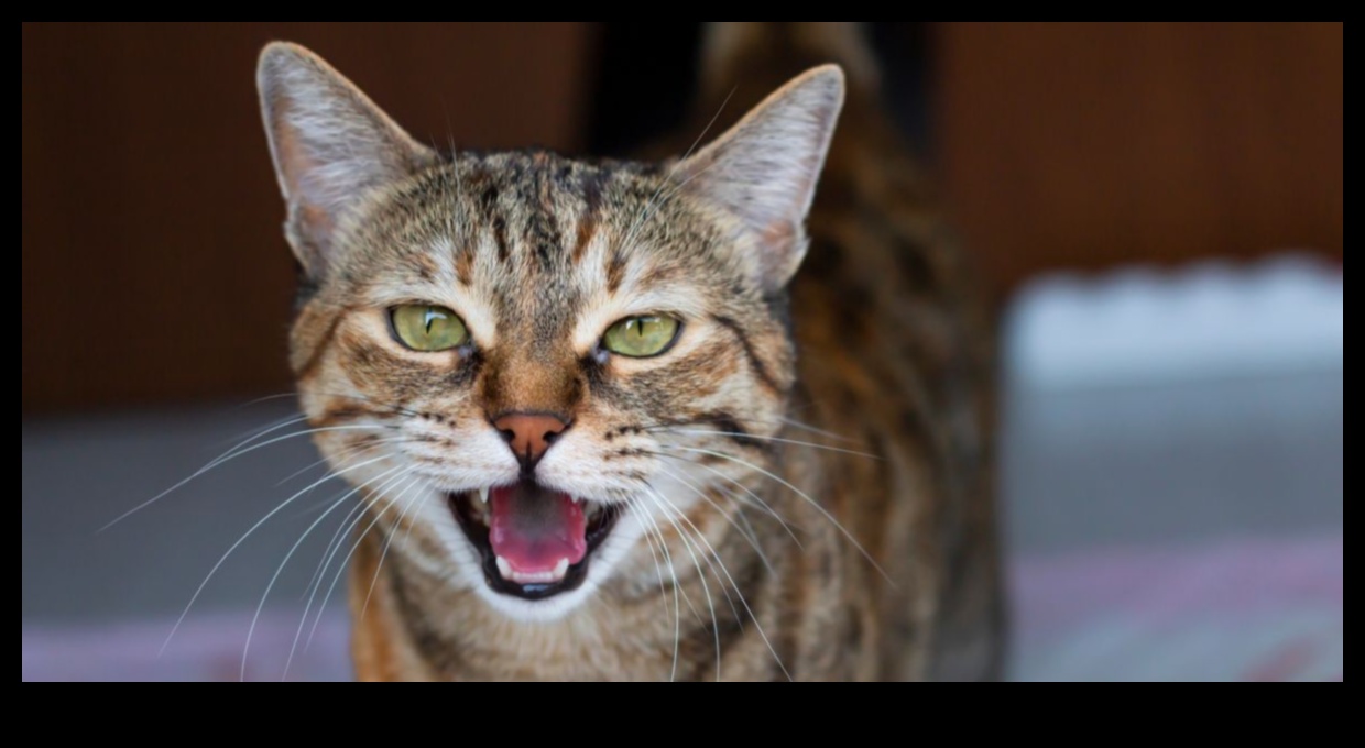 Cat-erwauling Chronicles: Tips for Managing Cat Vocalizations