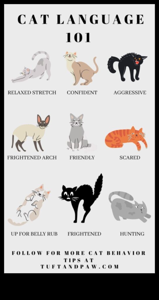 Cat-ology 101 Educational Insights into Feline Behavior 1