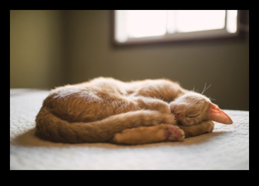 Catnap Chronicles Continued: Understanding Different Sleep Patterns