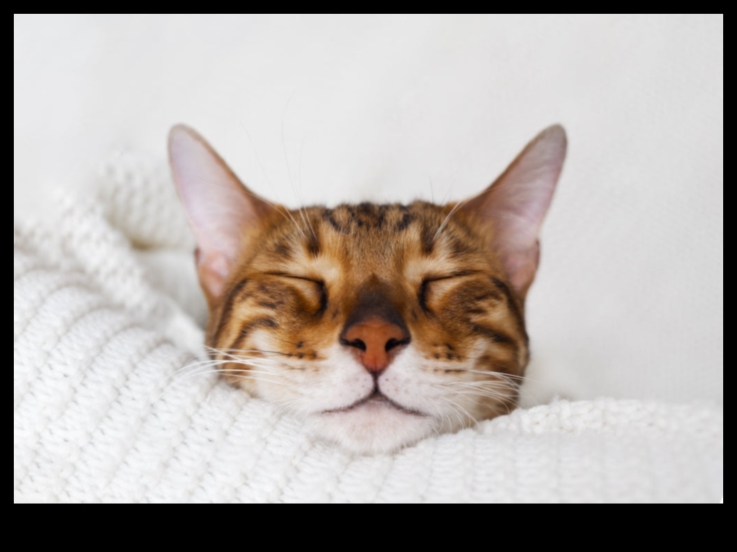 Catnap Chronicles Continued: Understanding Different Sleep Patterns