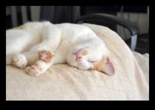Catnap Chronicles: Understanding Cat Sleep Patterns