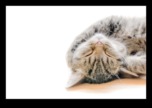 Catnap Chronicles: Understanding Cat Sleep Patterns
