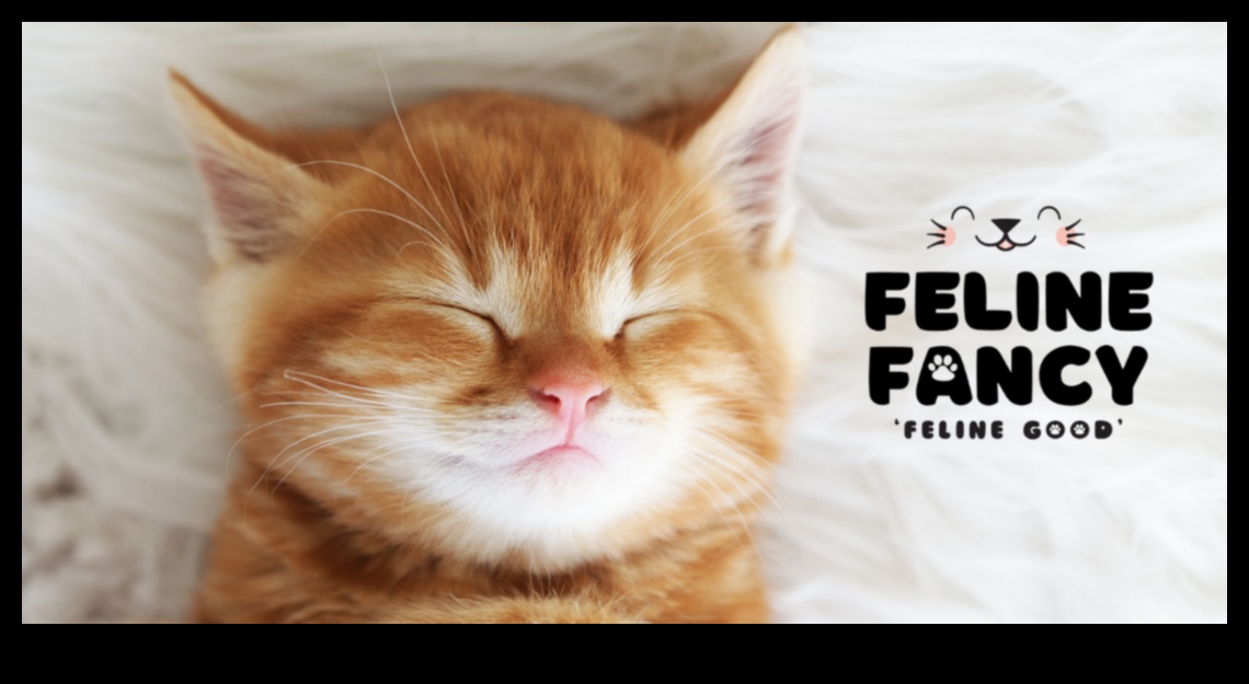 Catnap Chronicles: Understanding Cat Sleep Patterns