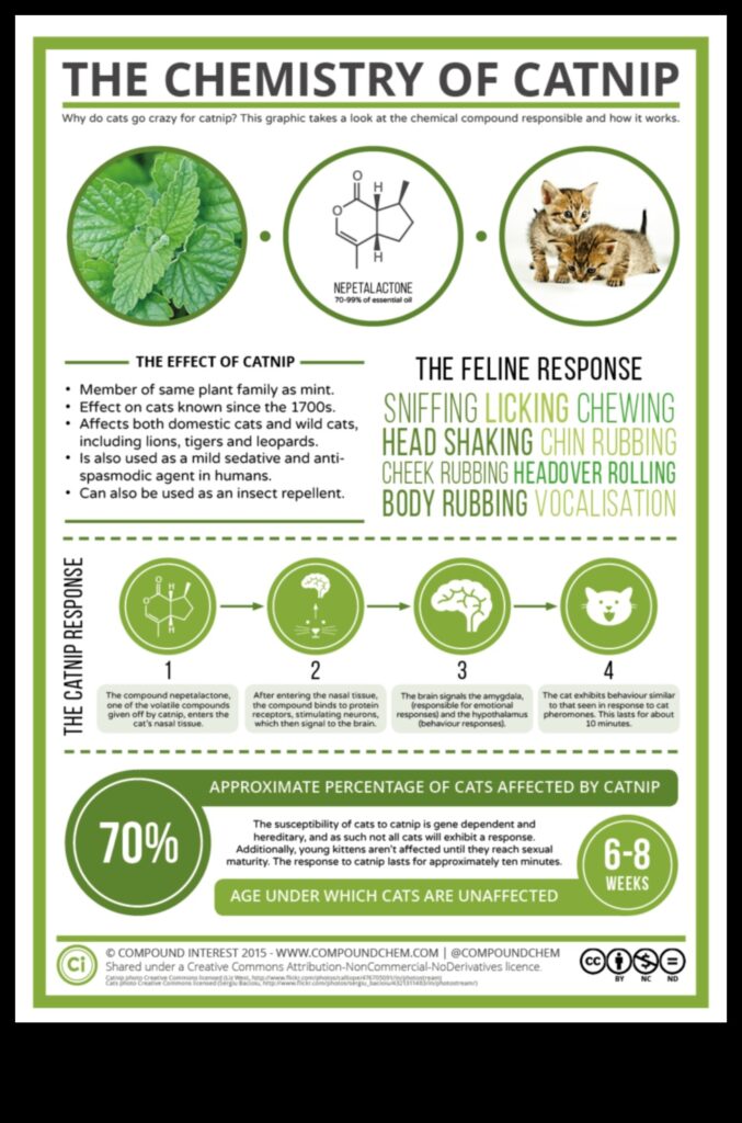 Catnip Chronicles Understanding the Effects of Catnip 1