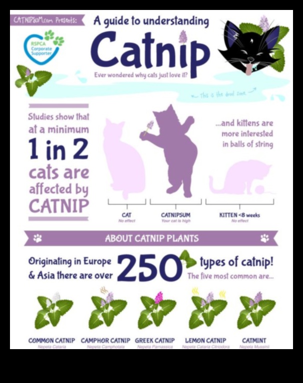 Catnip Chronicles: Understanding the Effects of Catnip