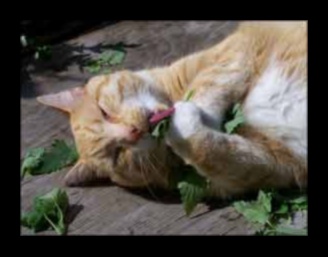 Catnip Chronicles: Understanding the Effects of Catnip