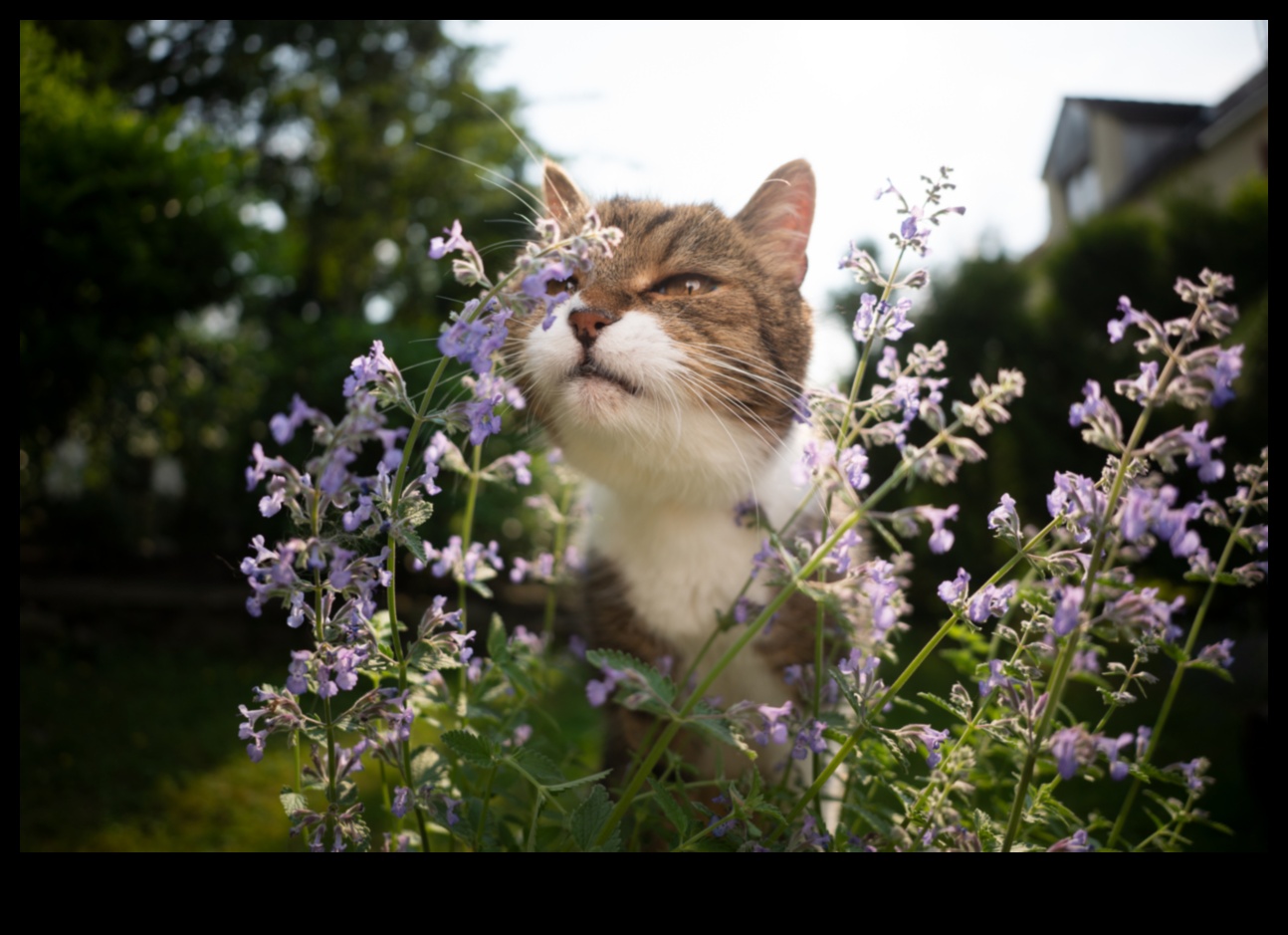 Catnip Chronicles: Understanding the Effects of Catnip