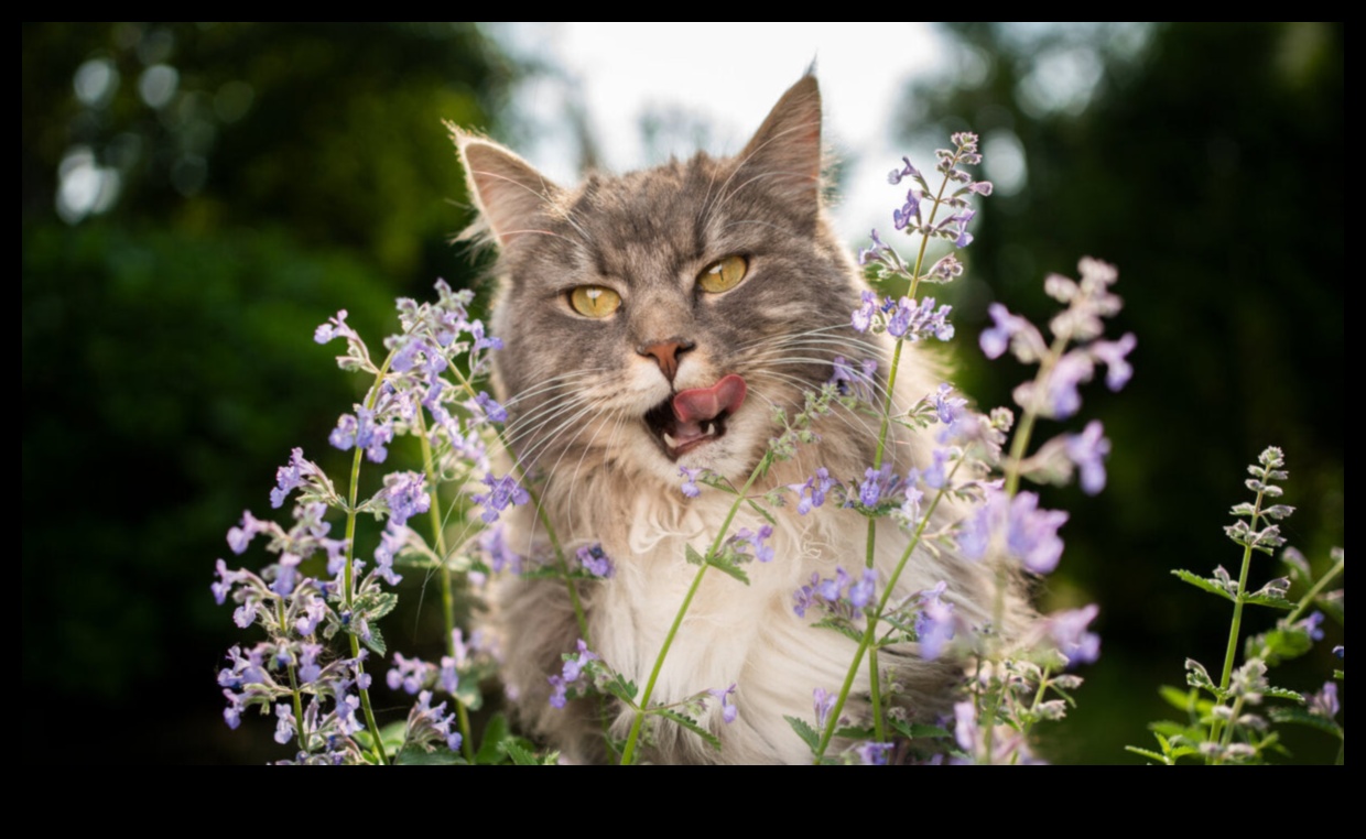Catnip Chronicles: Unveiling the Secrets of This Feline Favorite