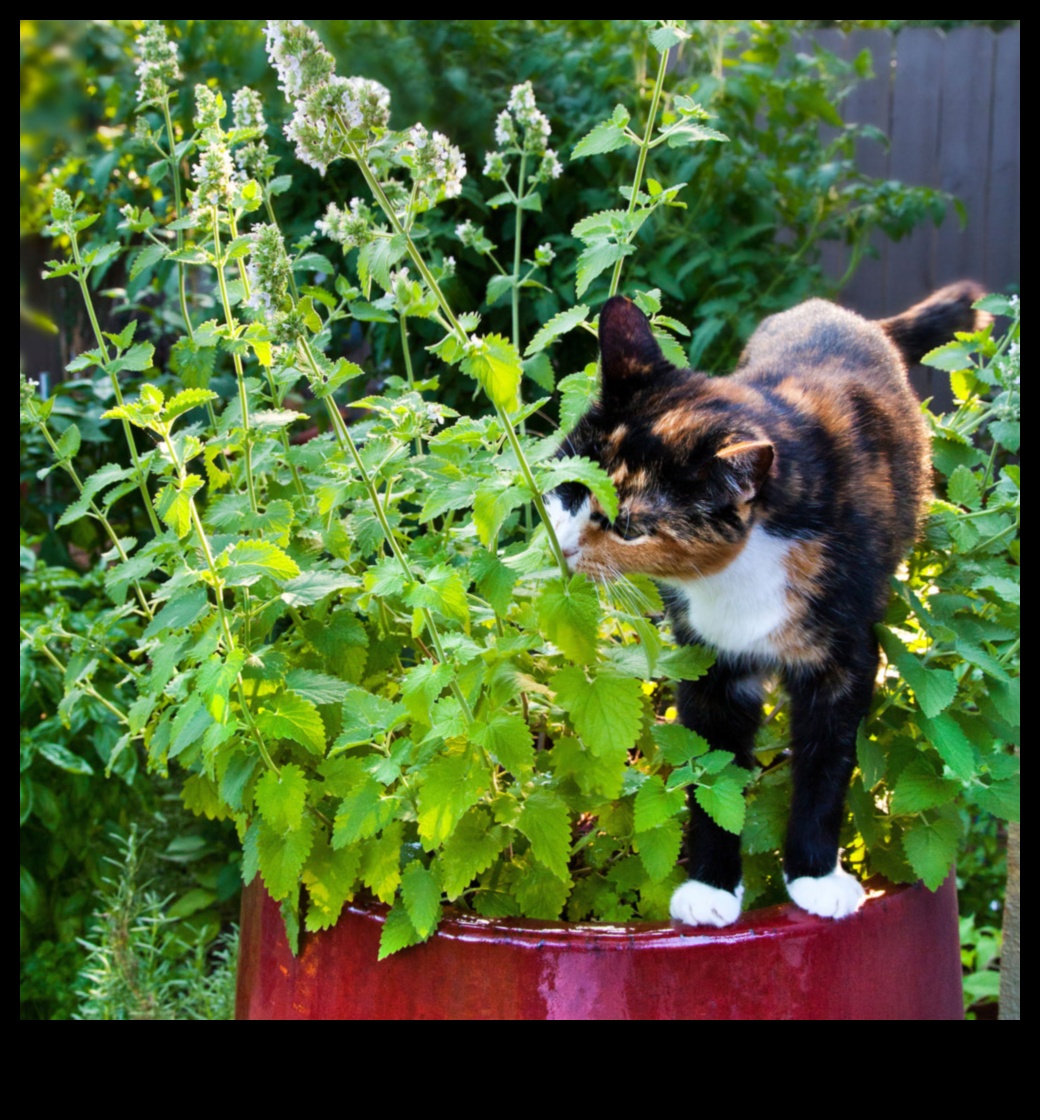 Catnip DIY: Growing Your Own Catnip Garden