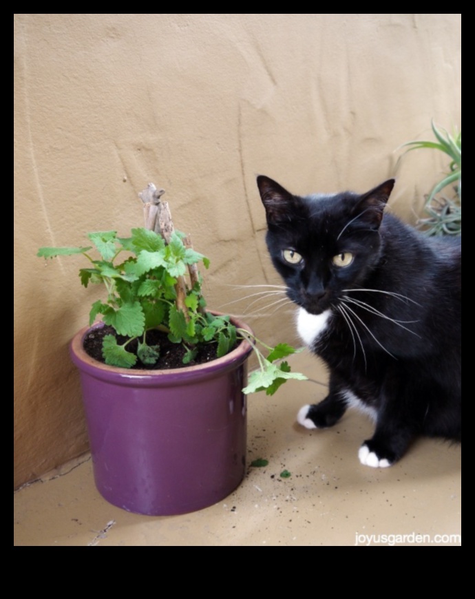 Catnip DIY: Growing Your Own Catnip Garden