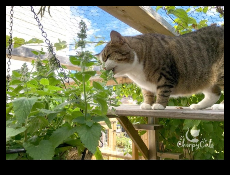 Catnip DIY: Growing Your Own Catnip Garden
