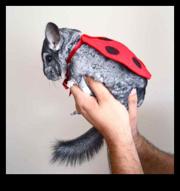 Chic Chinchilla: Accessorizing Your Pet Rodent in Style