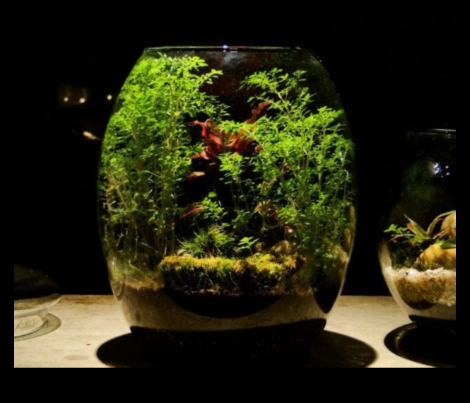 Cityscape Serenity Find Your Zen in the Urban Jungle 1