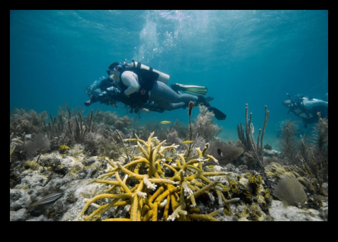 Coastal Chronicles Continued: Exploring Diverse Marine Ecosystems