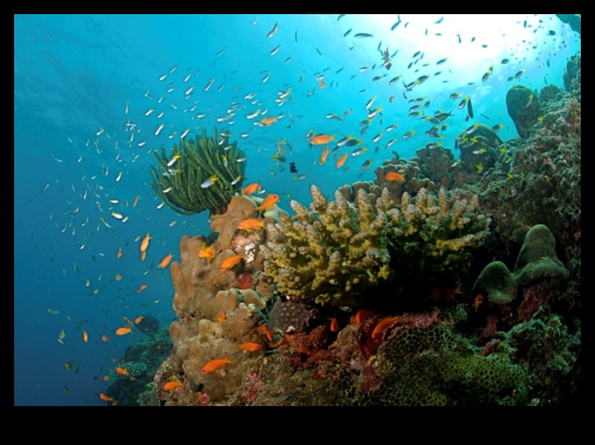 Coastal Chronicles Continued: Exploring Diverse Marine Ecosystems