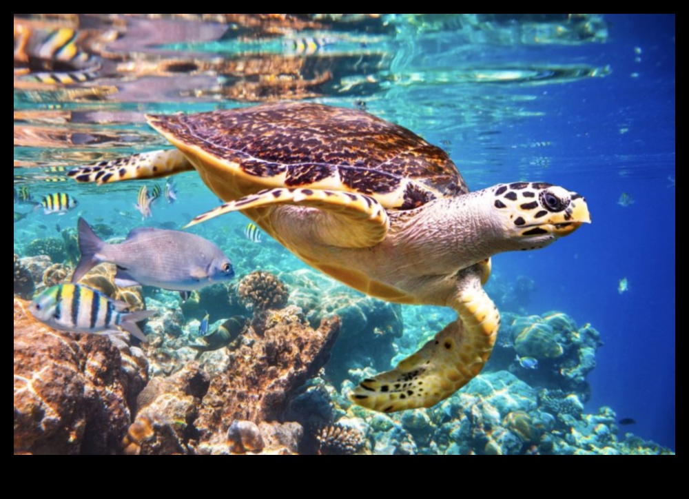 Coastal Chronicles Continued: Exploring Diverse Marine Ecosystems