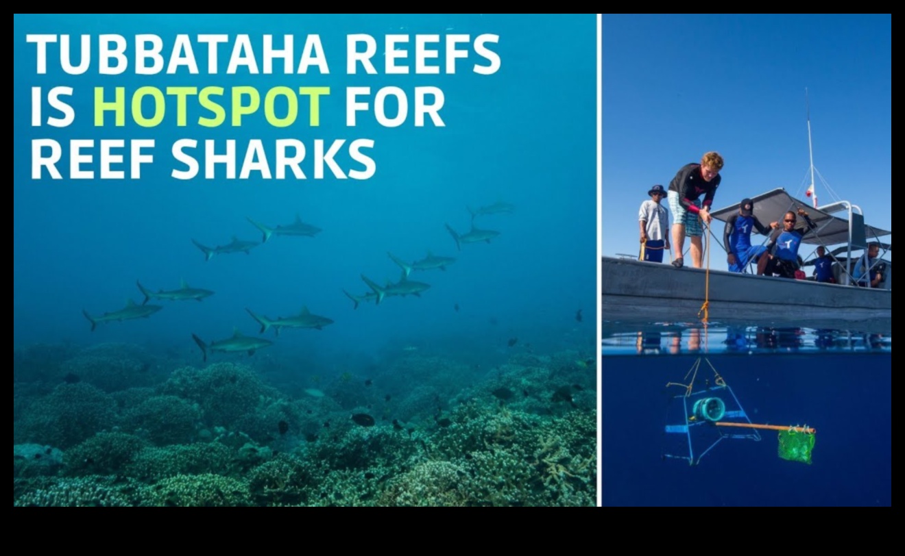 Coastal Conservation Chronicles: Success Stories in Marine Preservation