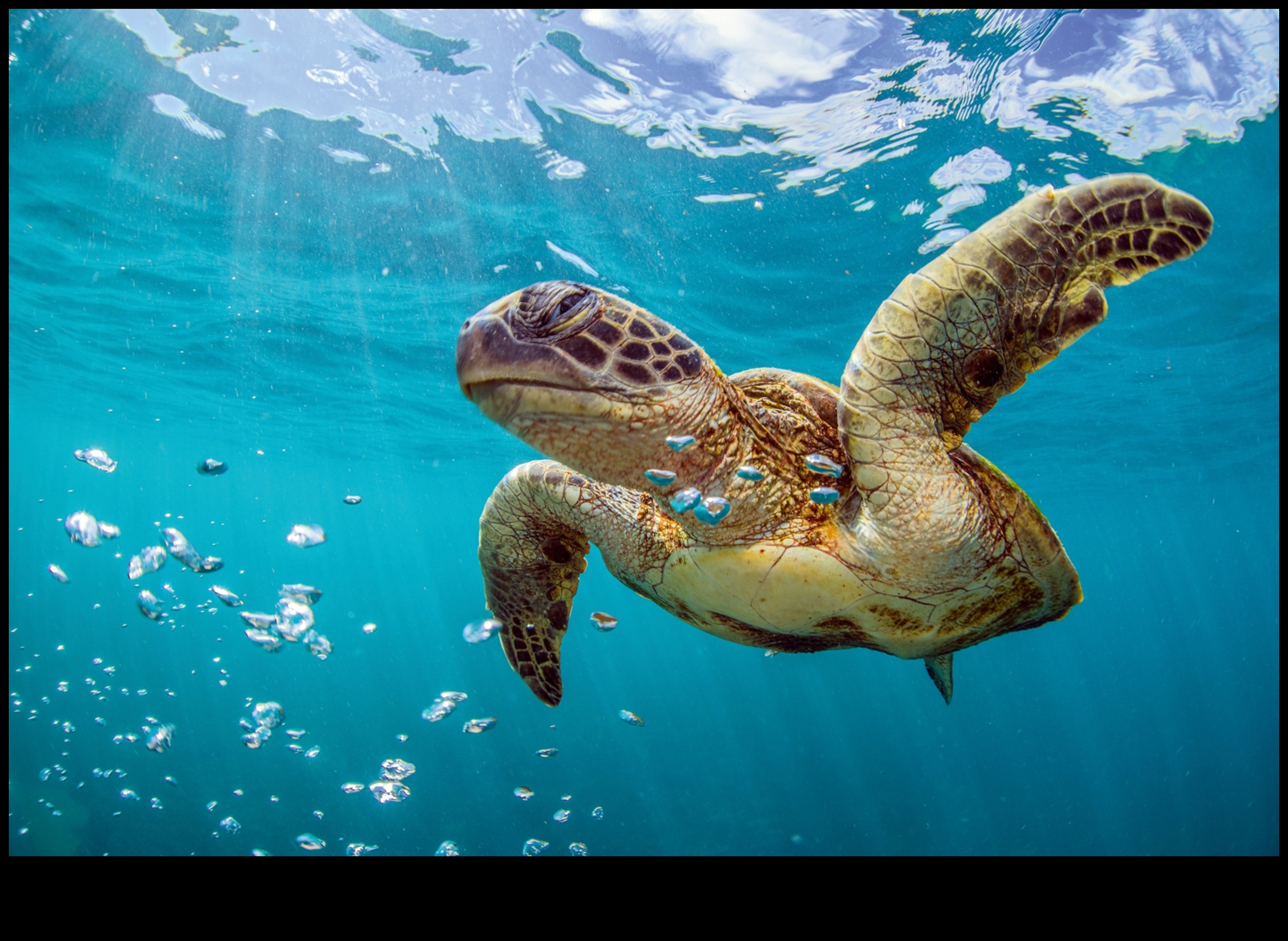 Coastal Conservation Chronicles: Success Stories in Marine Preservation