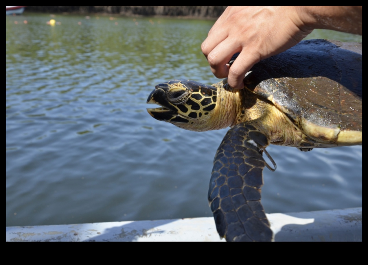 Coastal Conservation Chronicles: Success Stories in Marine Preservation