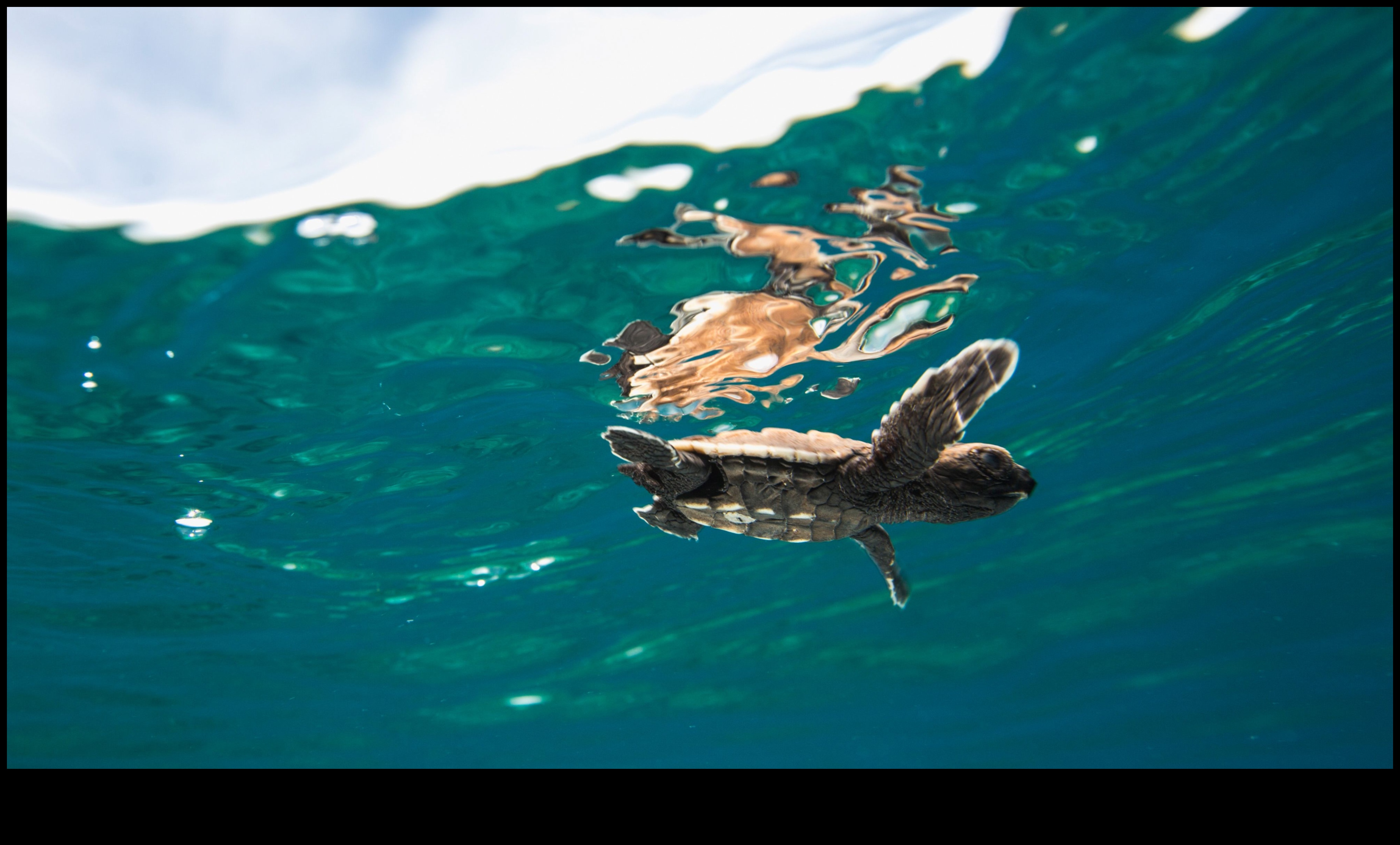 Coastal Conservation Continued: Innovative Strategies for Ocean Protection