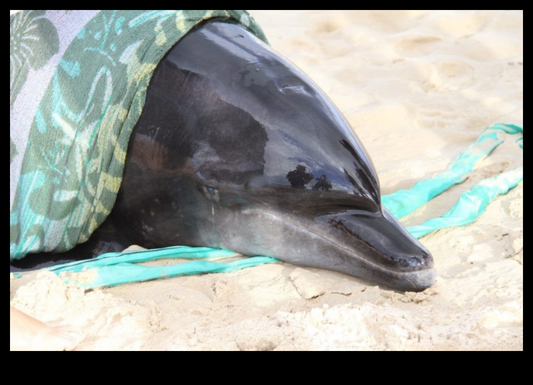 Coastal Conservation Warriors: Efforts to Protect Marine Ecosystems