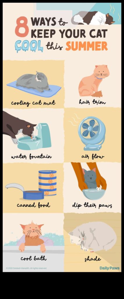 Cool Cats Tips for Keeping Your Cat Comfortable in Hot Weather 1