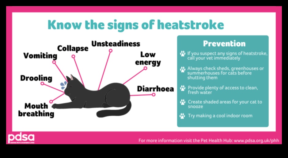 Cool Cats: Tips for Keeping Your Cat Comfortable in Hot Weather