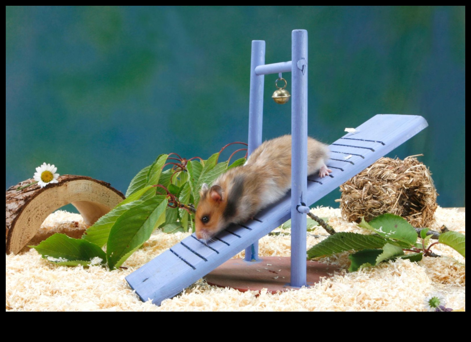 Coordinated Comfort: Choosing Bedding for Hamster Happiness